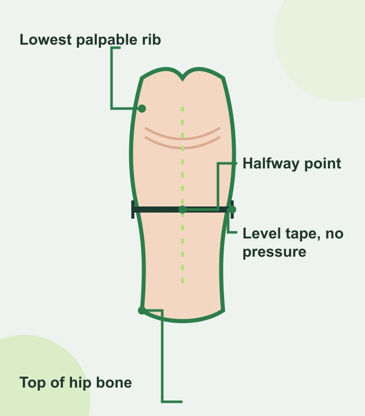 Waist tape-position diagram showing a horizontal line midway between the lowest rib and the top of the hip bone